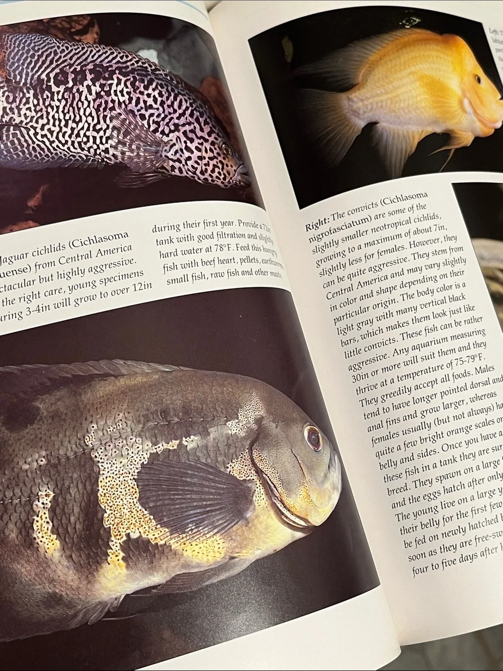 Tropical Aquarium Fish: A Practical Guide - Pets Fish